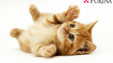 echantillons gratuit purina chaton