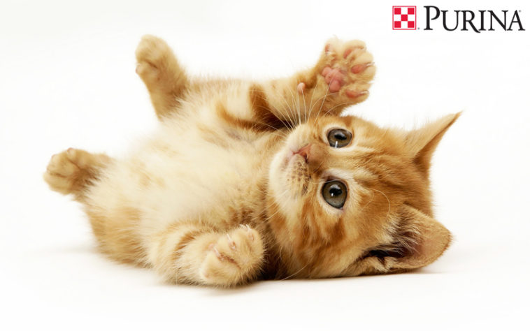 echantillons gratuit purina chaton